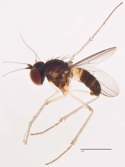 Chaetogonopteron vexillum•&copy; Jayanthi Puniamoorthy•All Rights Reserved
