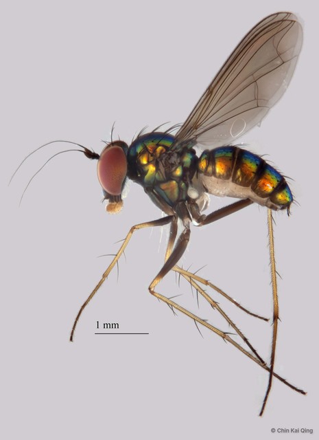 Chrysosoma sp. "1"•&copy; Chin Kai Qing•All Rights Reserved