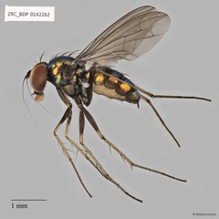 Chrysosoma sp. "1"•&copy; Maimon Hussin•All Rights Reserved