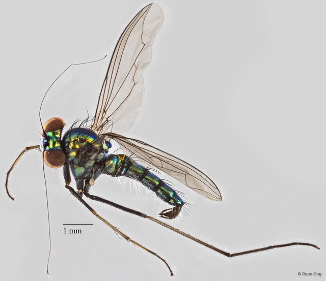 Chrysosoma sp. "87d135f5"•&copy; Rene Ong•All Rights Reserved