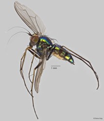 Chrysosoma sp. "87d135f5"•&copy; Rene Ong•All Rights Reserved