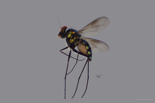 Chrysosoma sp. "d"•&copy; Chin Kai Qing•All Rights Reserved