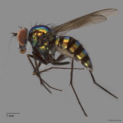 Chrysosoma sp. "d"•&copy; Maimon Hussin•All Rights Reserved