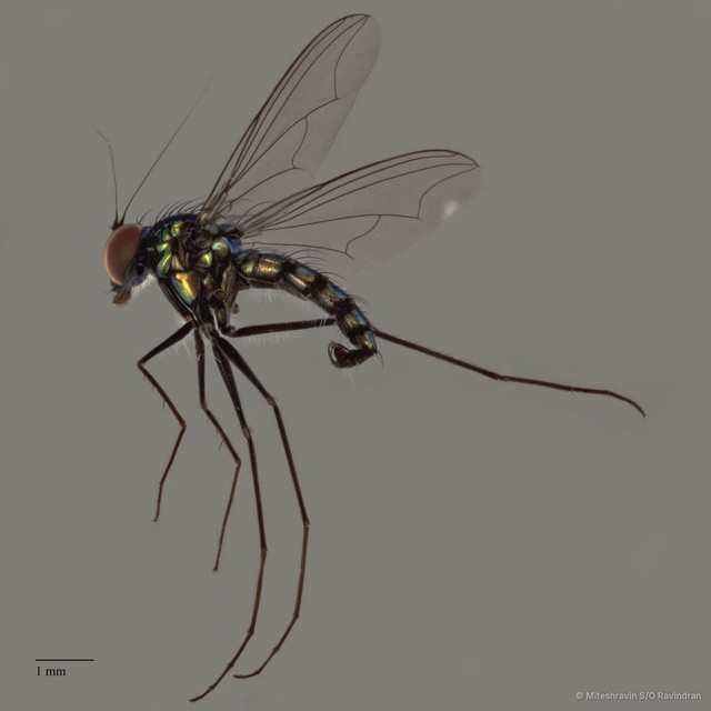 Chrysosoma sp. "e91b852e"•&copy; Miteshravin S/O Ravindran•All Rights Reserved