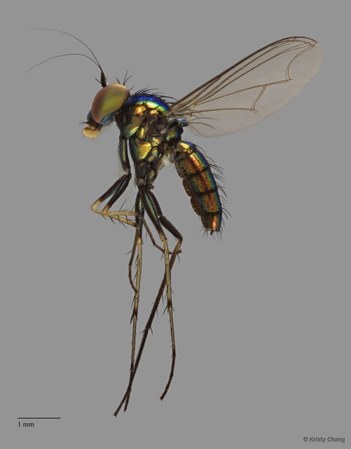 Chrysosoma sp. "e91b8534"•&copy; Kristy Chang•All Rights Reserved