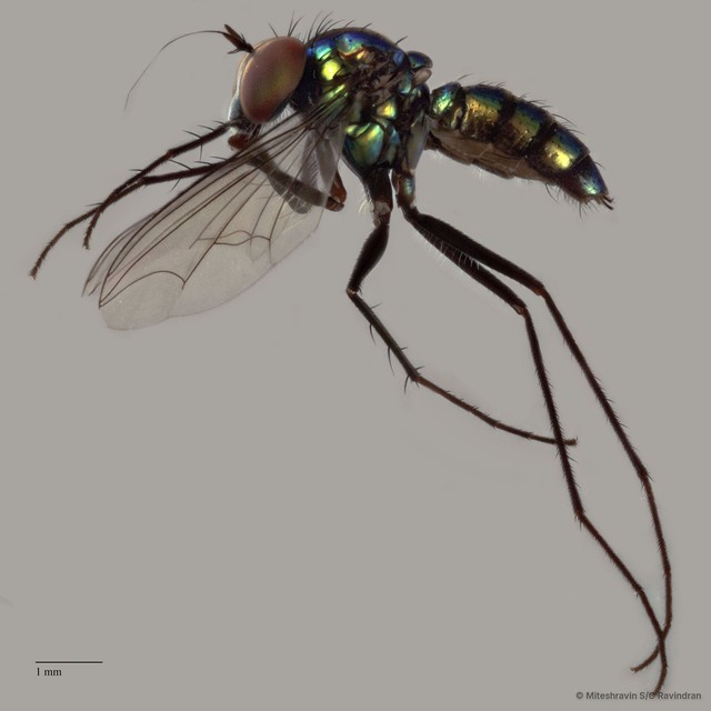 Chrysosoma sp. "e91b85d8"•&copy; Miteshravin S/O Ravindran•All Rights Reserved