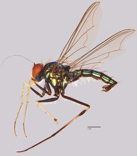 Chrysosoma sp. "SMK10"•&copy; Jayanthi Puniamoorthy•All Rights Reserved