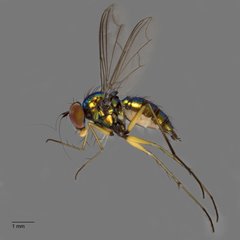 Chrysosoma (Chrysosoma) leucopogon•&copy; Jayanthi Puniamoorthy•All Rights Reserved