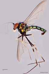Chrysosoma (Chrysosoma) leucopogon•&copy; Maimon Hussin•All Rights Reserved