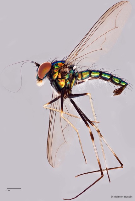 Chrysosoma (Chrysosoma) leucopogon•&copy; Maimon Hussin•All Rights Reserved