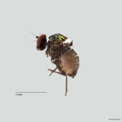 Chrysotus sp. "black 6"•&copy; Chin Kai Qing•All Rights Reserved
