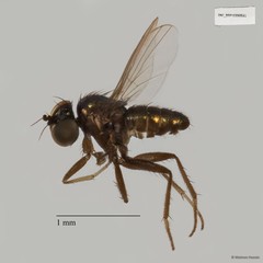 Chrysotus sp. "black 7"•&copy; Maimon Hussin•All Rights Reserved