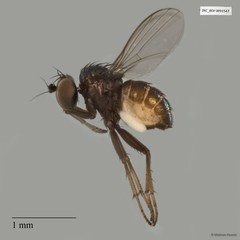 Chrysotus sp. "black9"•&copy; Maimon Hussin•All Rights Reserved