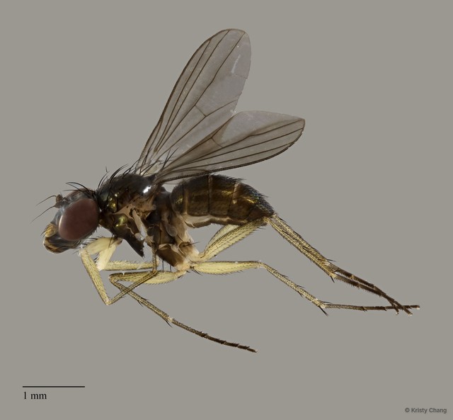 Chrysotus sp. "femalesingle3"•&copy; Kristy Chang•All Rights Reserved