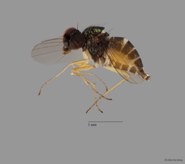 Chrysotus sp. "pr furcatus 1"•&copy; Chin Kai Qing•All Rights Reserved