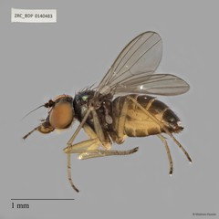 Chrysotus sp. "pr furcatus 1"•&copy; Maimon Hussin•All Rights Reserved