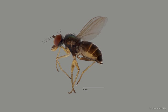Chrysotus sp. "pr furcatus 2"•&copy; Chin Kai Qing•All Rights Reserved
