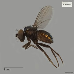 Chrysotus hirsutus•&copy; Maimon Hussin•All Rights Reserved