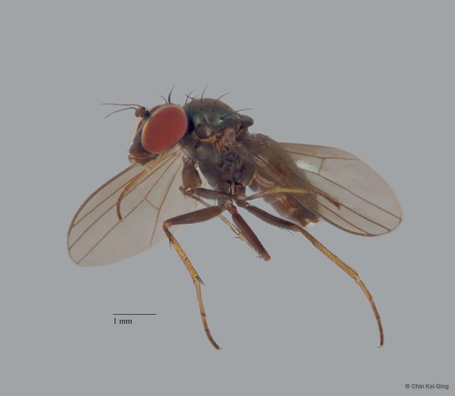 Diaphorus sp. "black femora 5P-ZRCBDP0005695"•&copy; Chin Kai Qing•All Rights Reserved