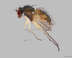 Diaphorus sp. "cf. mandarinus whitecoxa"•&copy; Chin Kai Qing•All Rights Reserved