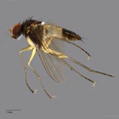 Diaphorus sp. "cf. mandarinus whitecoxa"•&copy; Maimon Hussin•All Rights Reserved