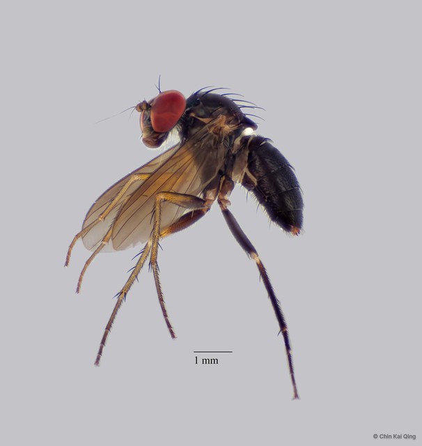 Diaphorus sp. "dark wings"•&copy; Chin Kai Qing•All Rights Reserved