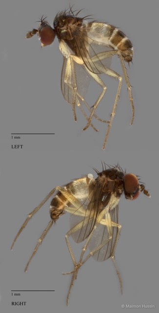 Diaphorus sp. "white small"•&copy; Maimon Hussin•All Rights Reserved