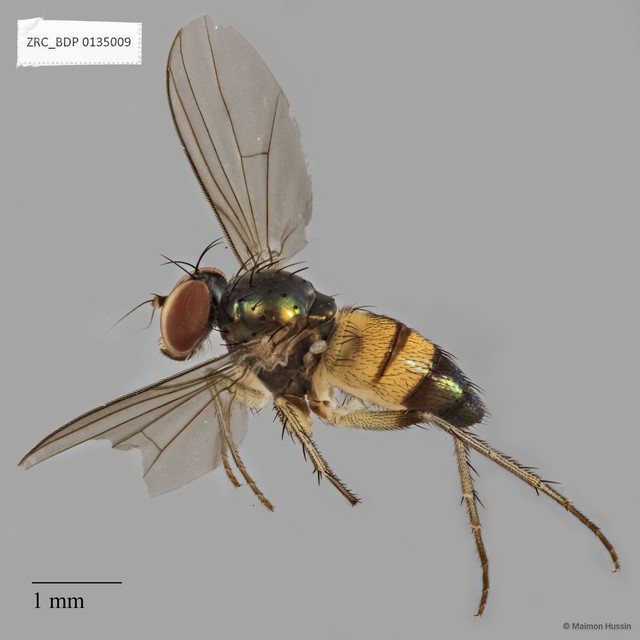 Diaphorus sp. "ZRCBDP0135009"•&copy; Maimon Hussin•All Rights Reserved