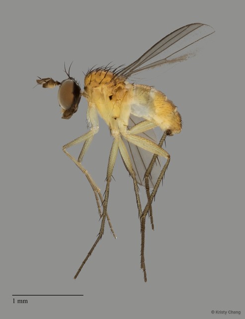 Hercostomoides sp. "cf. indonesianus"•&copy; Kristy Chang•All Rights Reserved
