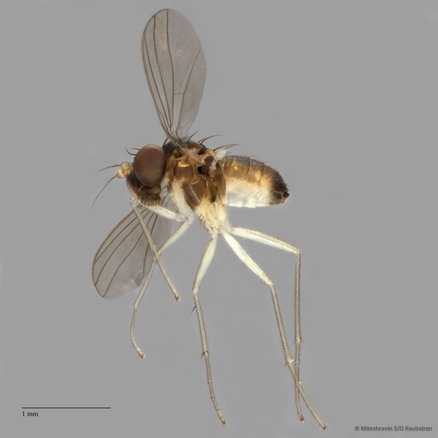 Mastigomyia sp. "e91b8527"•&copy; Miteshravin S/O Ravindran•All Rights Reserved
