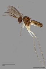 Mastigomyia sp. "e91b8527"•&copy; Miteshravin S/O Ravindran•All Rights Reserved