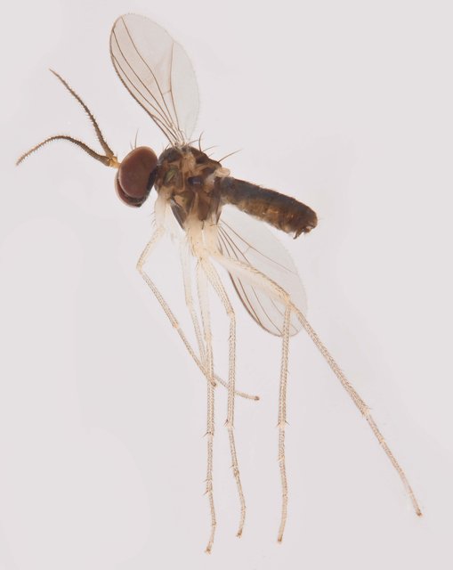 Mastigomyia sp. "Ma6006"•&copy; Jayanthi Puniamoorthy•All Rights Reserved