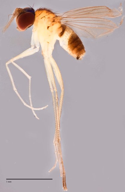 Mastigomyia sp. "MAN2"•&copy; Jayanthi Puniamoorthy•All Rights Reserved