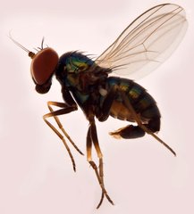 Medetera sp. "Ma5203"