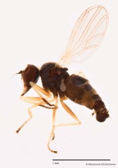 Microphorella malaysiana•&copy; Miteshravin S/O Ravindran•All Rights Reserved