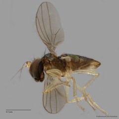 Nanothinophilus sp. "hoplitoides c24108"•&copy; Miteshravin S/O Ravindran•All Rights Reserved