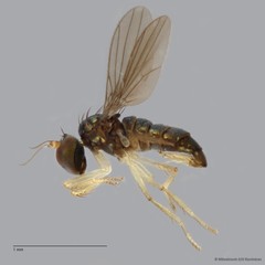 Nanothinophilus sp. "hoplitoides c24108"•&copy; Miteshravin S/O Ravindran•All Rights Reserved