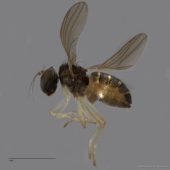 Nanothinophilus sp. "hoplitoides c24108"•&copy; Miteshravin S/O Ravindran•All Rights Reserved