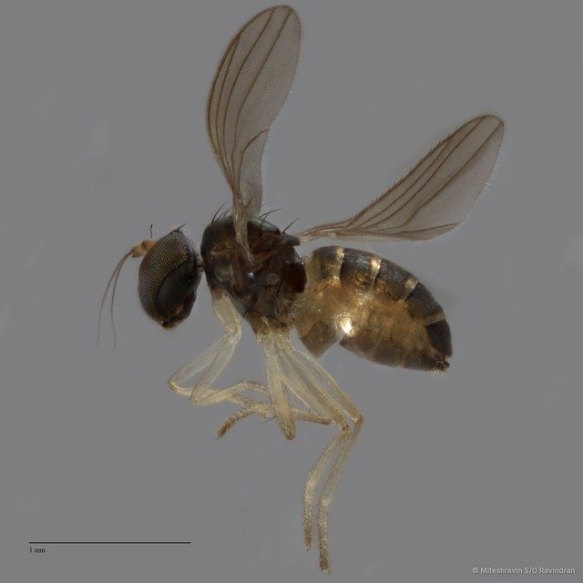 Nanothinophilus sp. "hoplitoides c24108"•&copy; Miteshravin S/O Ravindran•All Rights Reserved