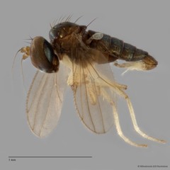 Nanothinophilus sp. "hoplitoides c24108"•&copy; Miteshravin S/O Ravindran•All Rights Reserved