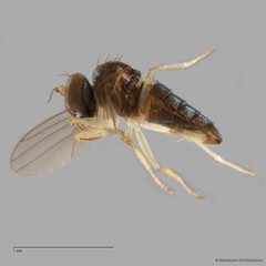 Nanothinophilus sp. "hoplitoides c24108"•&copy; Miteshravin S/O Ravindran•All Rights Reserved