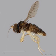 Nanothinophilus sp. "hoplitoides c24108"•&copy; Miteshravin S/O Ravindran•All Rights Reserved
