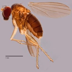 Nepalomyia sp. "SCI2"•&copy; Jayanthi Puniamoorthy•All Rights Reserved