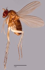 Nepalomyia sp. "SCI2"•&copy; Jayanthi Puniamoorthy•All Rights Reserved