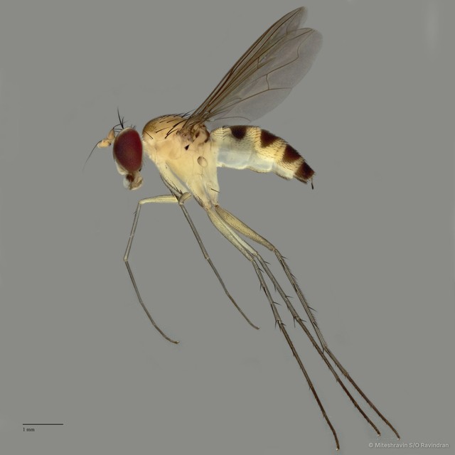 Neurigona sp. "cryptica pending publication"•&copy; Miteshravin S/O Ravindran•All Rights Reserved