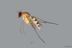 Neurigona sp. "neesoonensis pending publication"•&copy; Chin Kai Qing•All Rights Reserved
