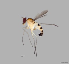 Neurigona sp. "neesoonensis pending publication"•&copy; Chin Kai Qing•All Rights Reserved