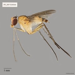 Neurigona sp. "neesoonensis pending publication"•&copy; Maimon Hussin•All Rights Reserved