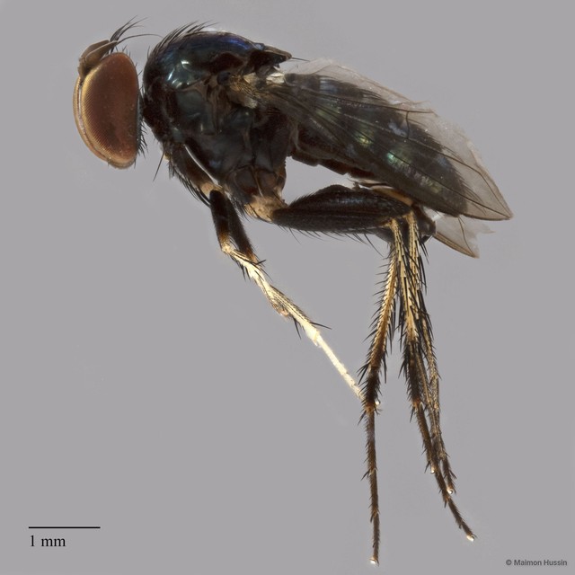Paraclius sp. "adligatoides 2"•&copy; Maimon Hussin•All Rights Reserved