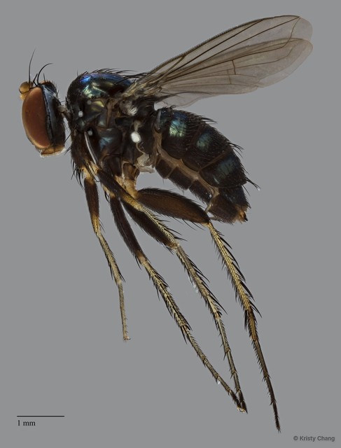 Paraclius sp. "adligatoides 3"•&copy; Kristy Chang•All Rights Reserved